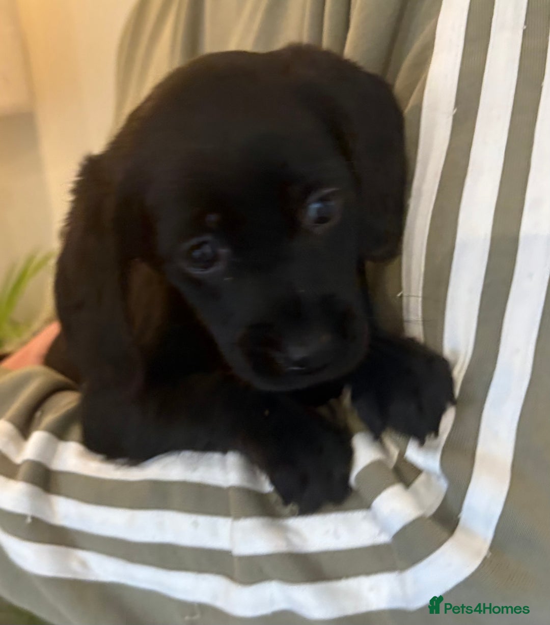 Cockerdor dogs for sale: Beautiful cockerdor puppies - Image 5