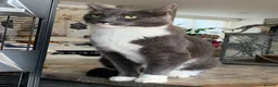 Mixed Breed cats for sale: Half DSH/Maine Coon X. Bonded Must stay together - Advert 5