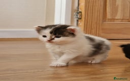 Mixed Breed cats for sale: Rare Norwegian Forest ×Ragdoll Kitten - Image 16