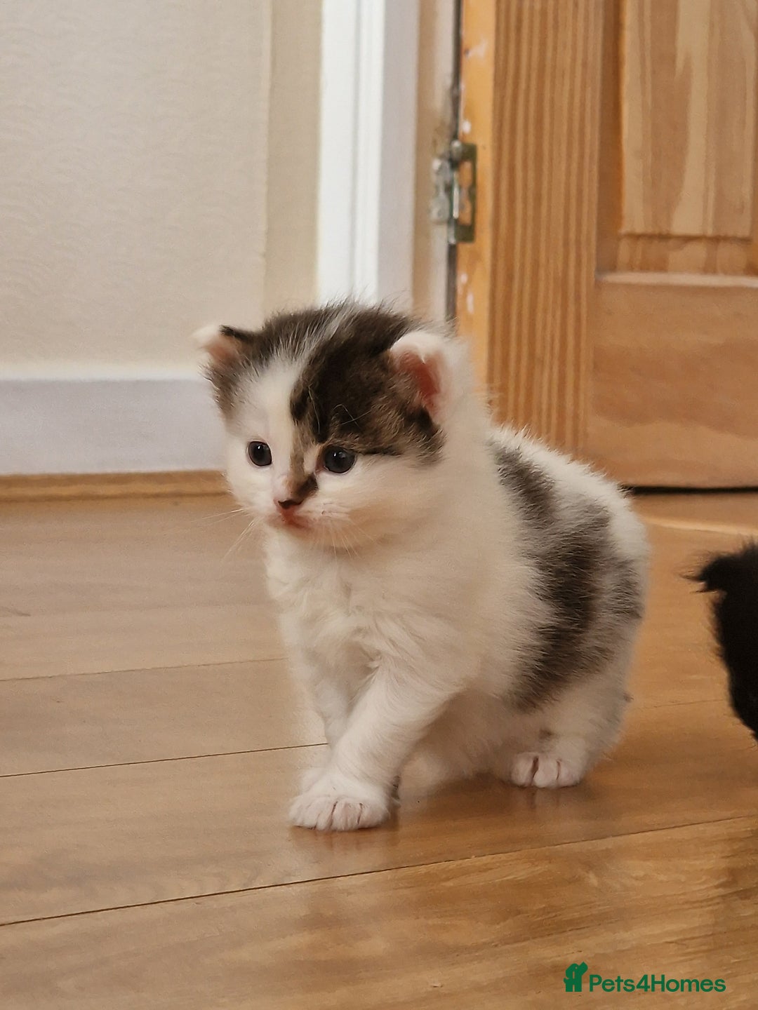 Mixed Breed cats for sale: Rare Norwegian Forest ×Ragdoll Kitten - Image 16