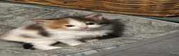 Mixed Breed cats for sale: Kittens in Bury Saint Edmunds - Advert 4