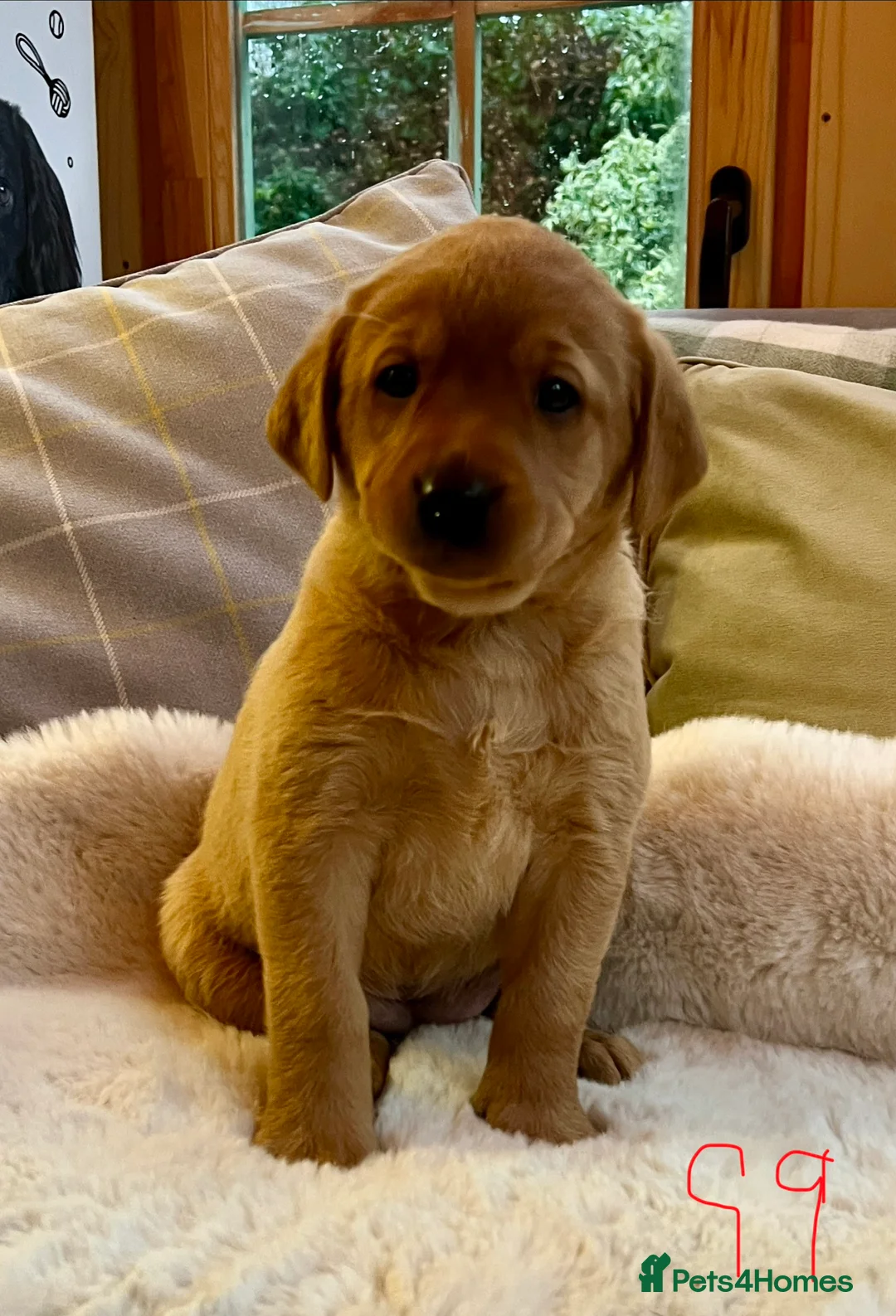 Labrador Retriever dogs for sale: KC reg fox red Labradors  - Advert 24