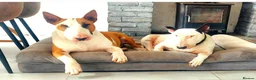 Bull Terrier dogs for stud: Stud English Bull Terrier  - Advert 5