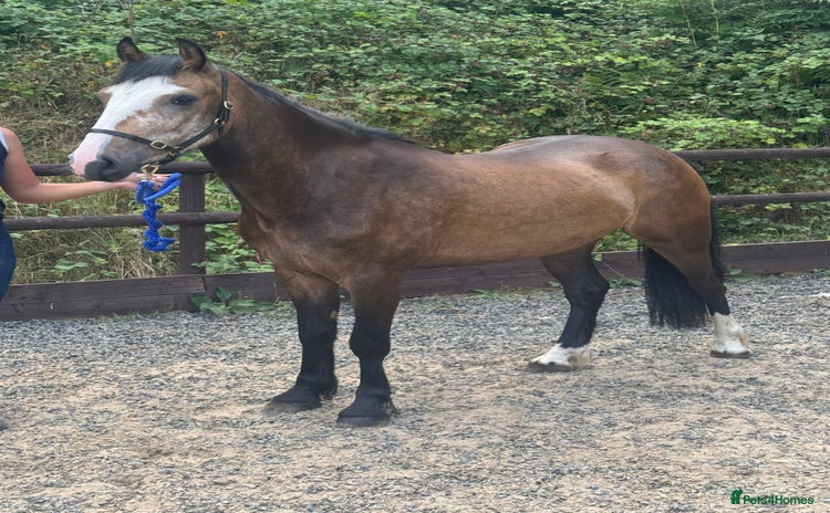 Irish Cob horses - Advert 6