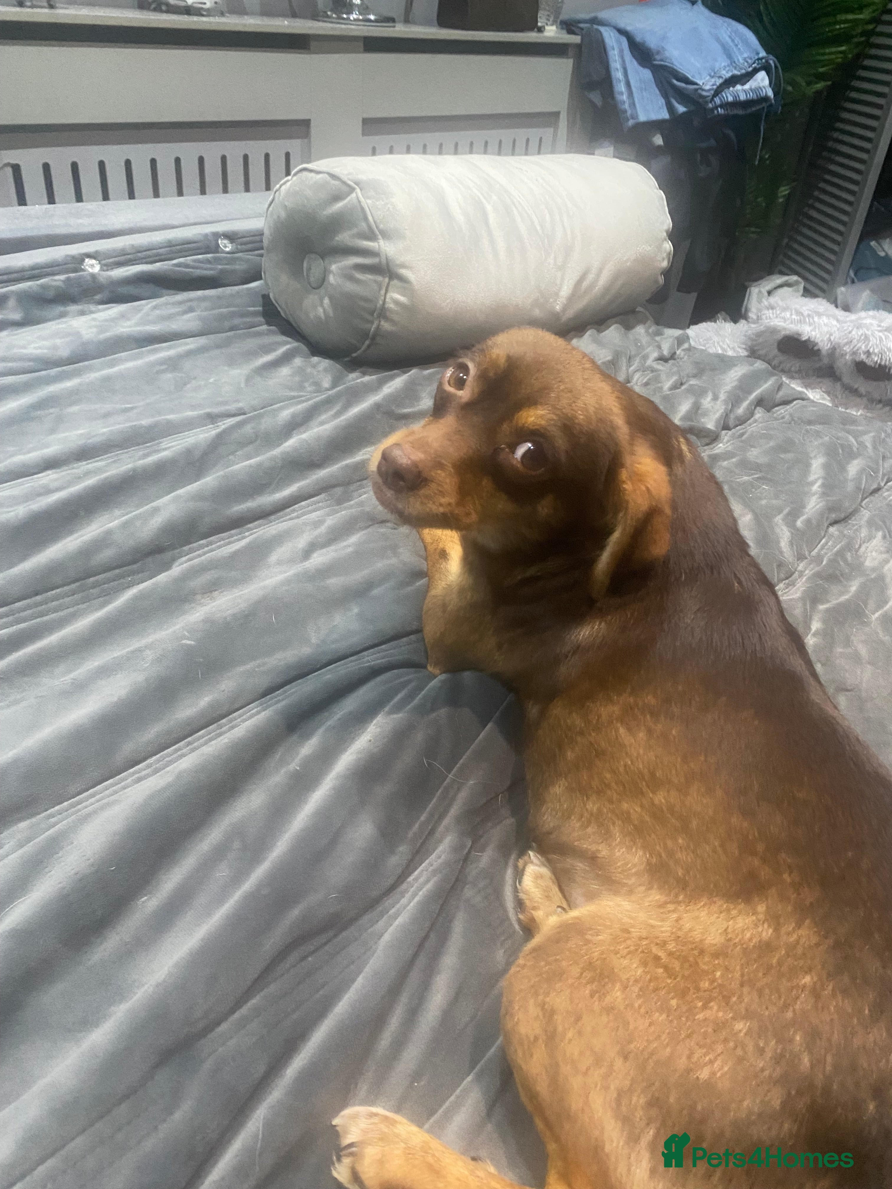 Mixed Breed dogs Beautiful girl 2 yrs - Advert 8