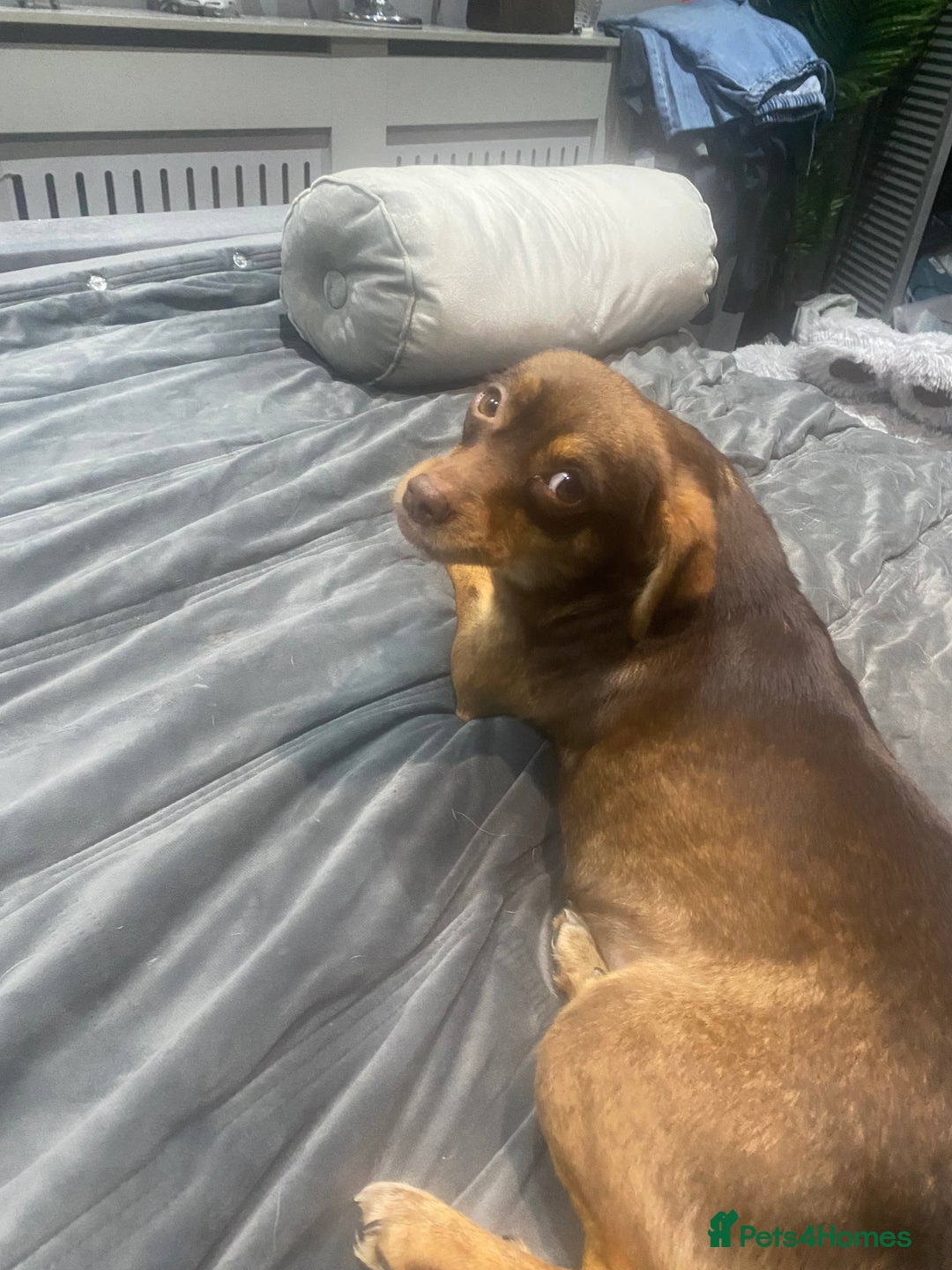 Mixed Breed dogs for sale: Beautiful girl 2 yrs - Advert 1