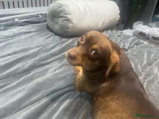 Mixed Breed dogs Beautiful girl 2 yrs - Advert 8