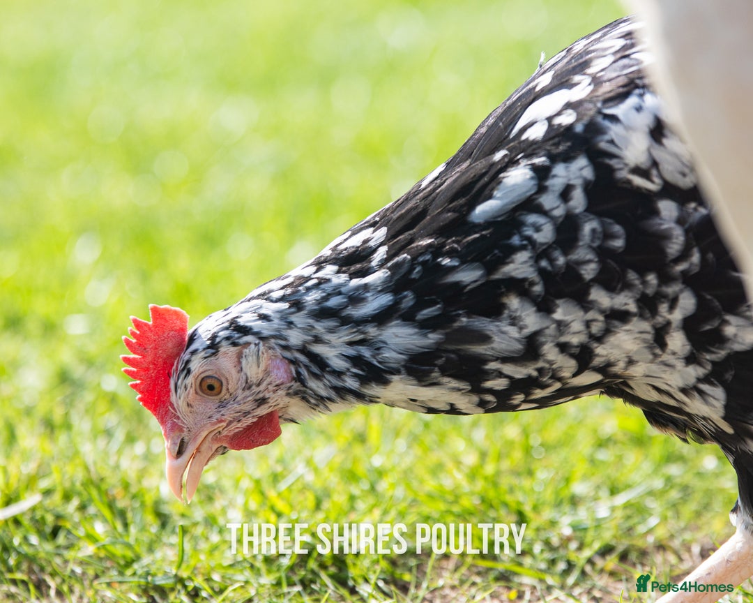 Chickens poultry for sale: Point of Lay Chickens - 15 Varieties now ready in Newent - Image 13
