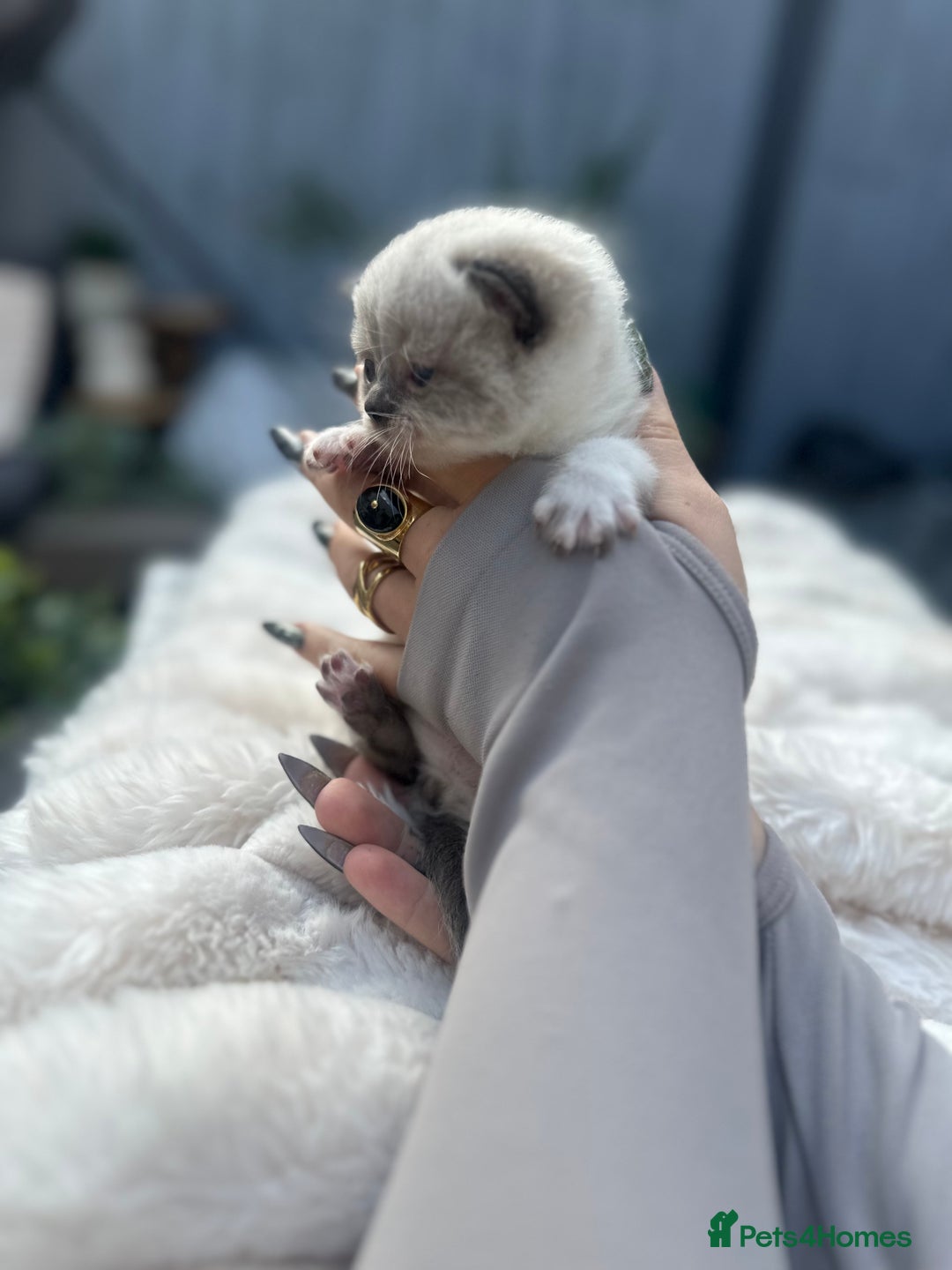 British Shorthair cats for sale: British blue x ragdolls  - Image 2
