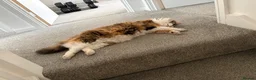Mixed Breed cats for sale: Beautiful cat  - Advert 3