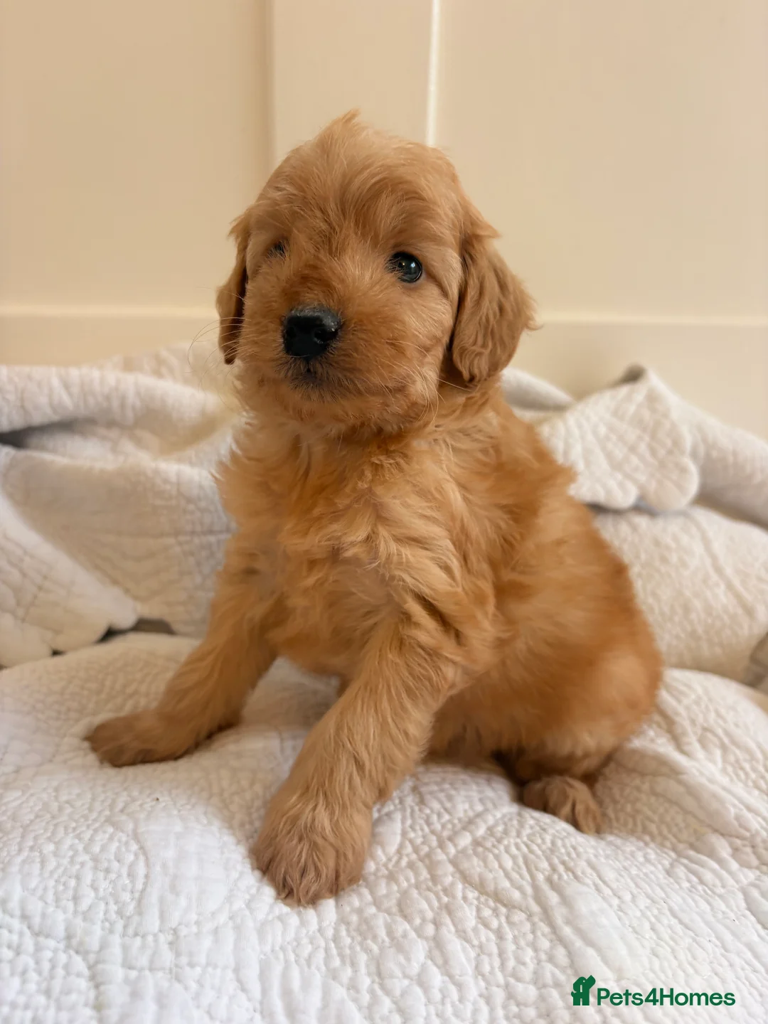 Labradoodle dogs for sale: LICENSED BREEDER QUALITY MINI LABRADOODLES - Advert 3