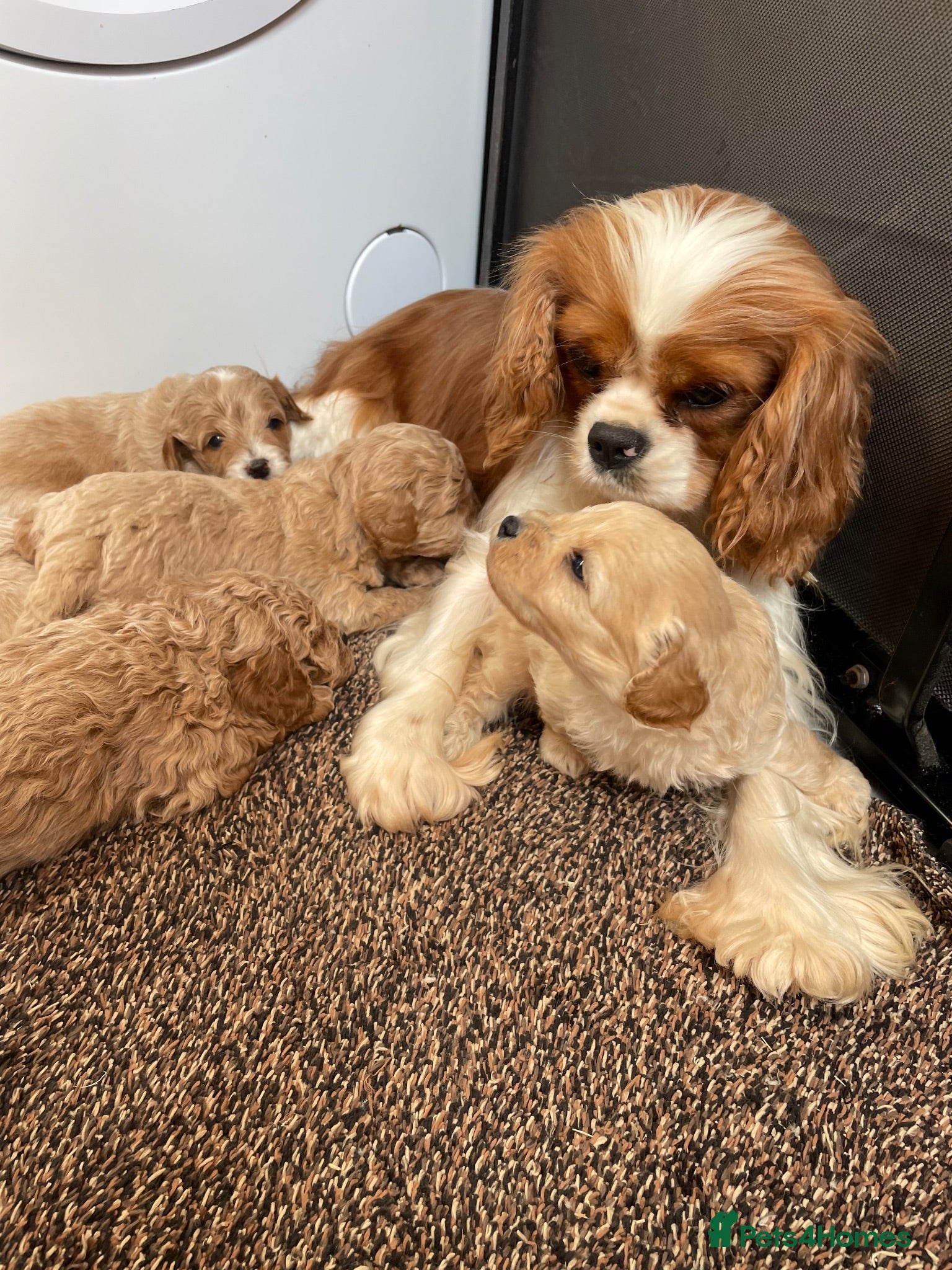 Cavapoo dogs F1 Cavapoo HEALTH TESTED  - Advert 1