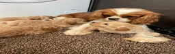 Cavapoo dogs for sale: F1 Cavapoo HEALTH TESTED  - Advert 1