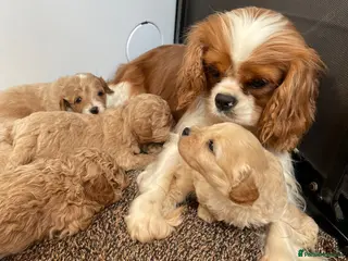 Cavapoo dogs F1 Cavapoo HEALTH TESTED - Advert 3