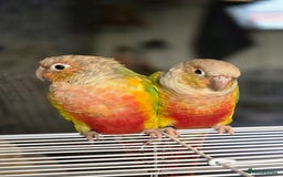 Conures birds for sale: Pineapple conures. Must go together. - Image 1
