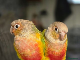 Conures birds - Advert 1