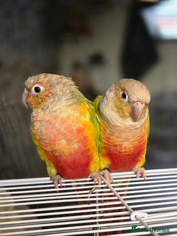 Conures birds - Advert 1