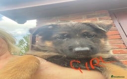 German Shepherd dogs for sale: German Shepherd pups KCRegistered/hip&elbow scored - Image 16