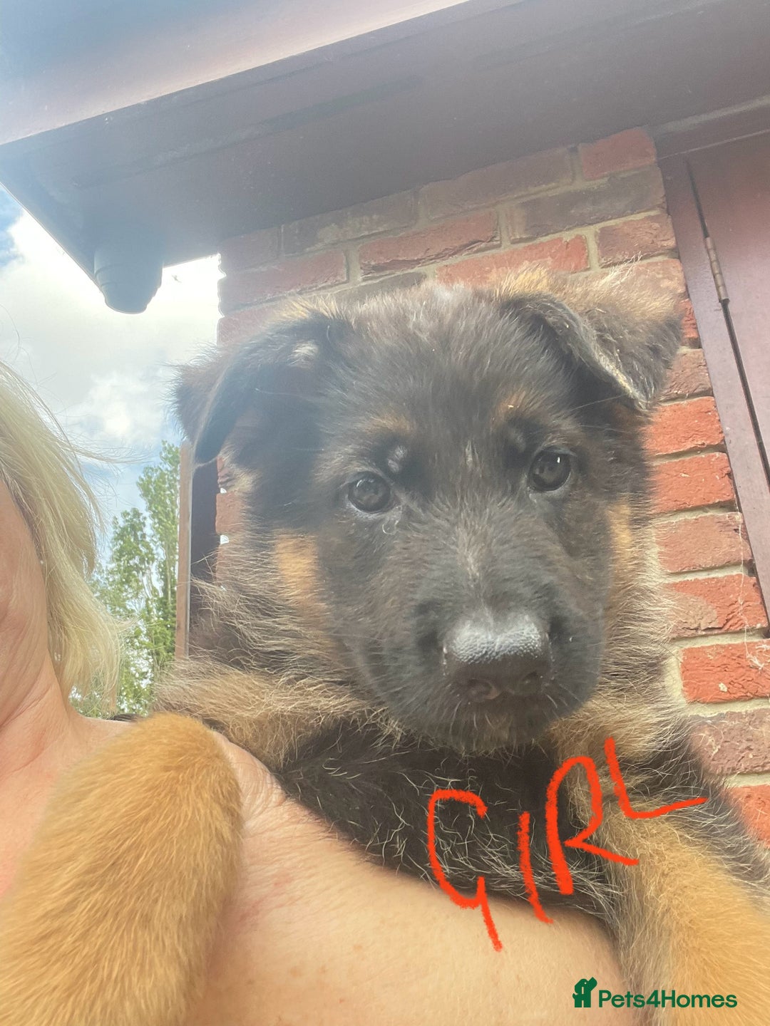 German Shepherd dogs for sale: German Shepherd pups KCRegistered/hip&elbow scored - Image 16