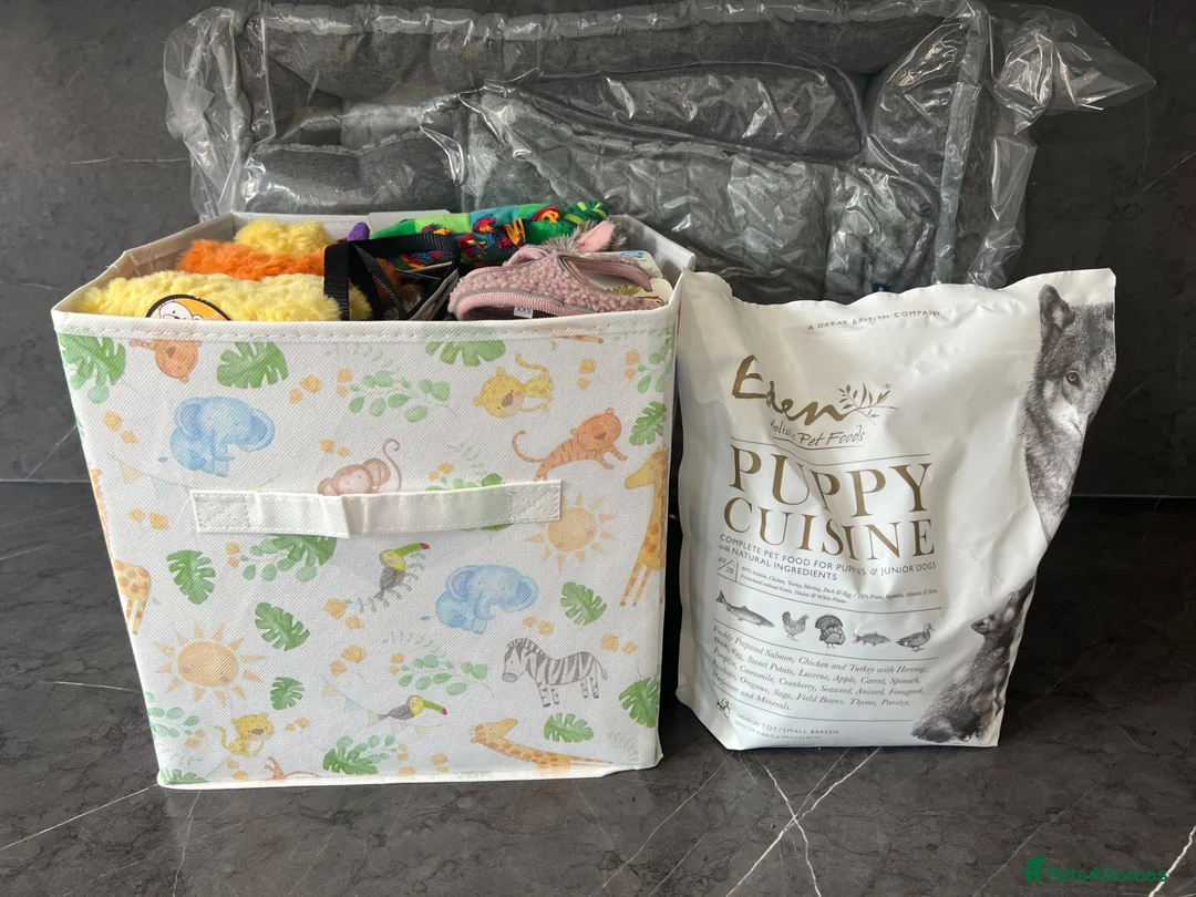 Shih Tzu dogs for sale: Tialusso Ribbons RESERVED  - Advert 2