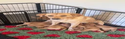 Labrador Retriever dogs for sale: Fox Red Lab Puppies (2/9) Exceptional Temperament - Advert 18