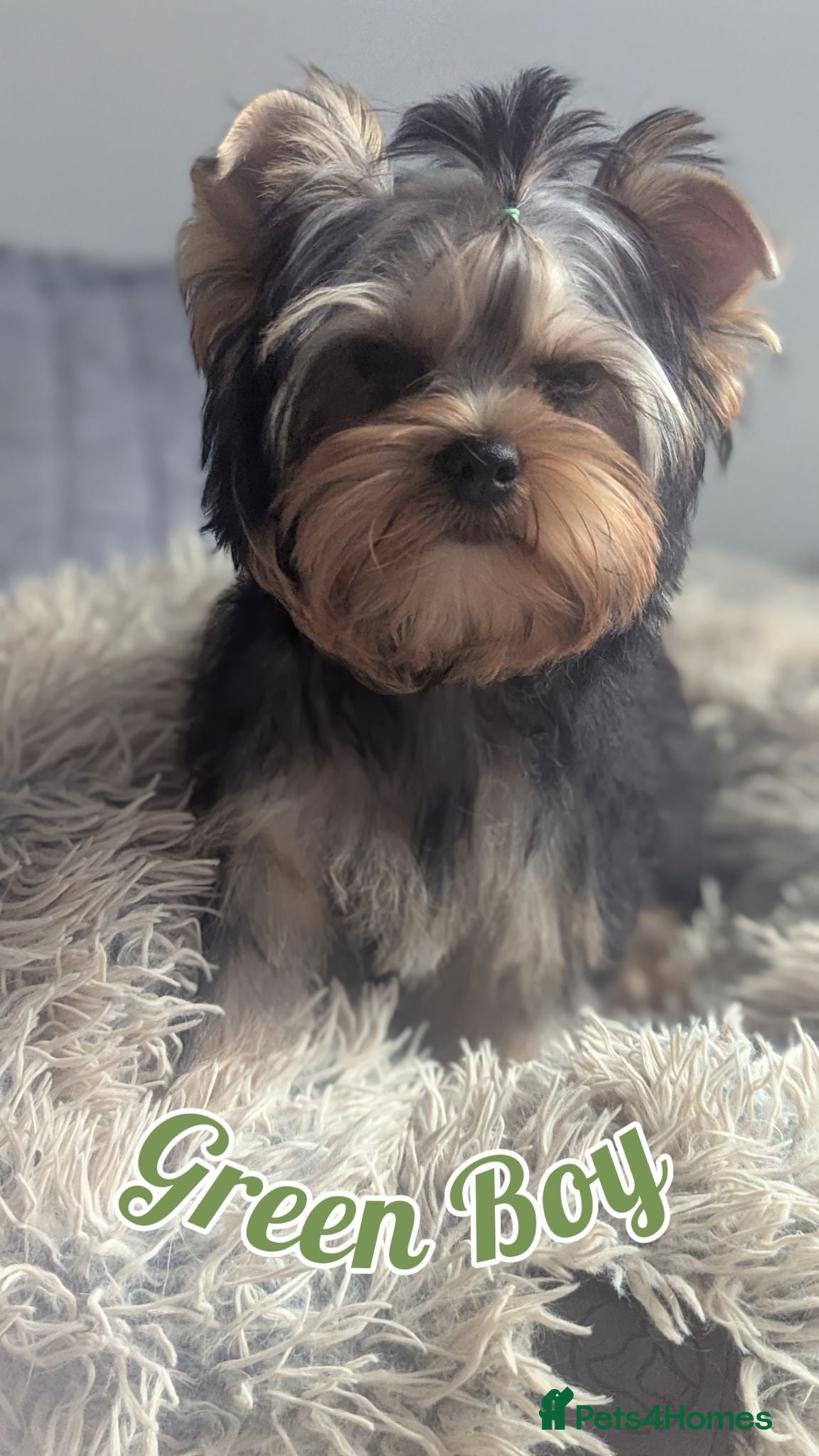 Yorkshire Terrier dogs 👉Yorkshire Terrier Pups–KC Lines, Health Checked - Advert 2