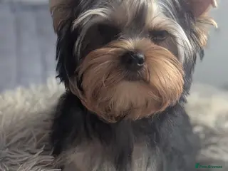 Yorkshire Terrier dogs 👉Yorkshire Terrier Pups–KC Lines, Health Checked - Advert 2