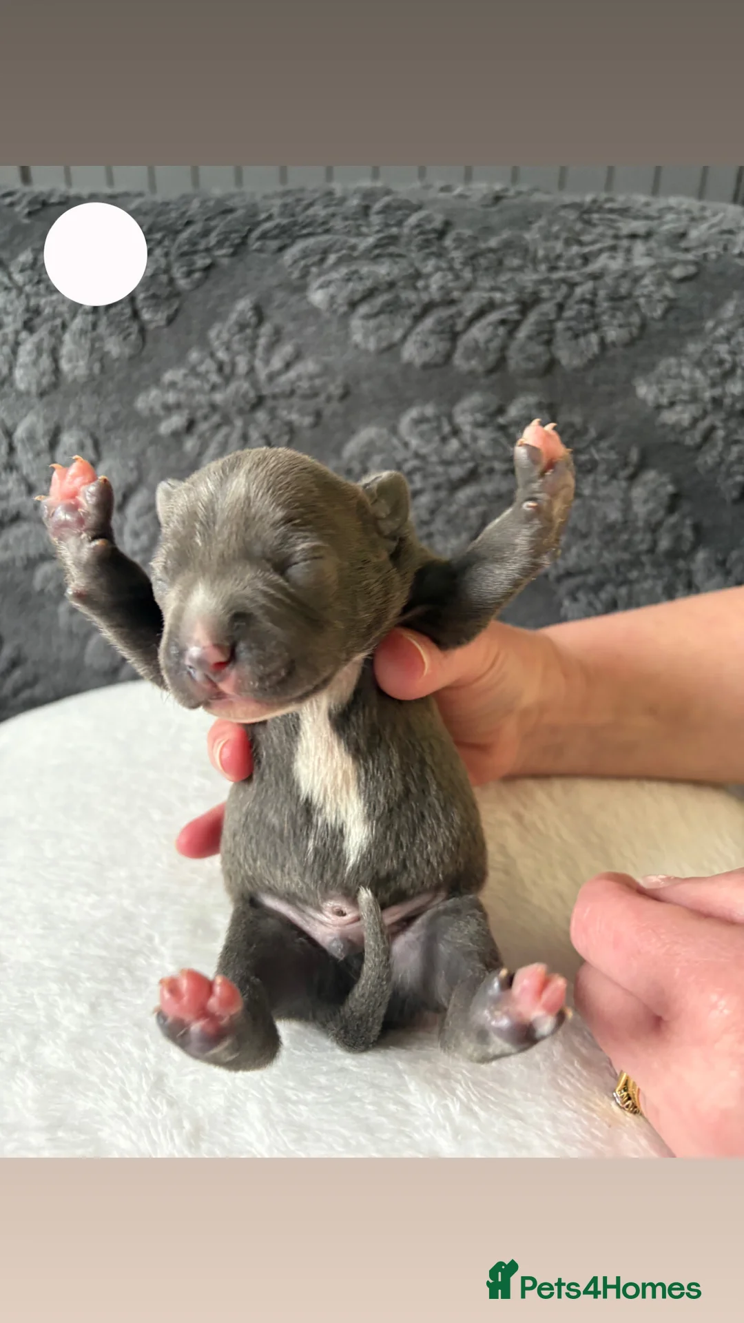 Staffordshire Bull Terrier dogs for sale: Blue boy band  - Advert 13