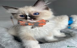 Ragdoll cats for sale: REGISTERED Ragdoll kittens HCM/PKD clear - Image 13