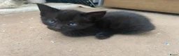 Mixed Breed cats for sale: 2 beautiful female kittens  - Advert 4
