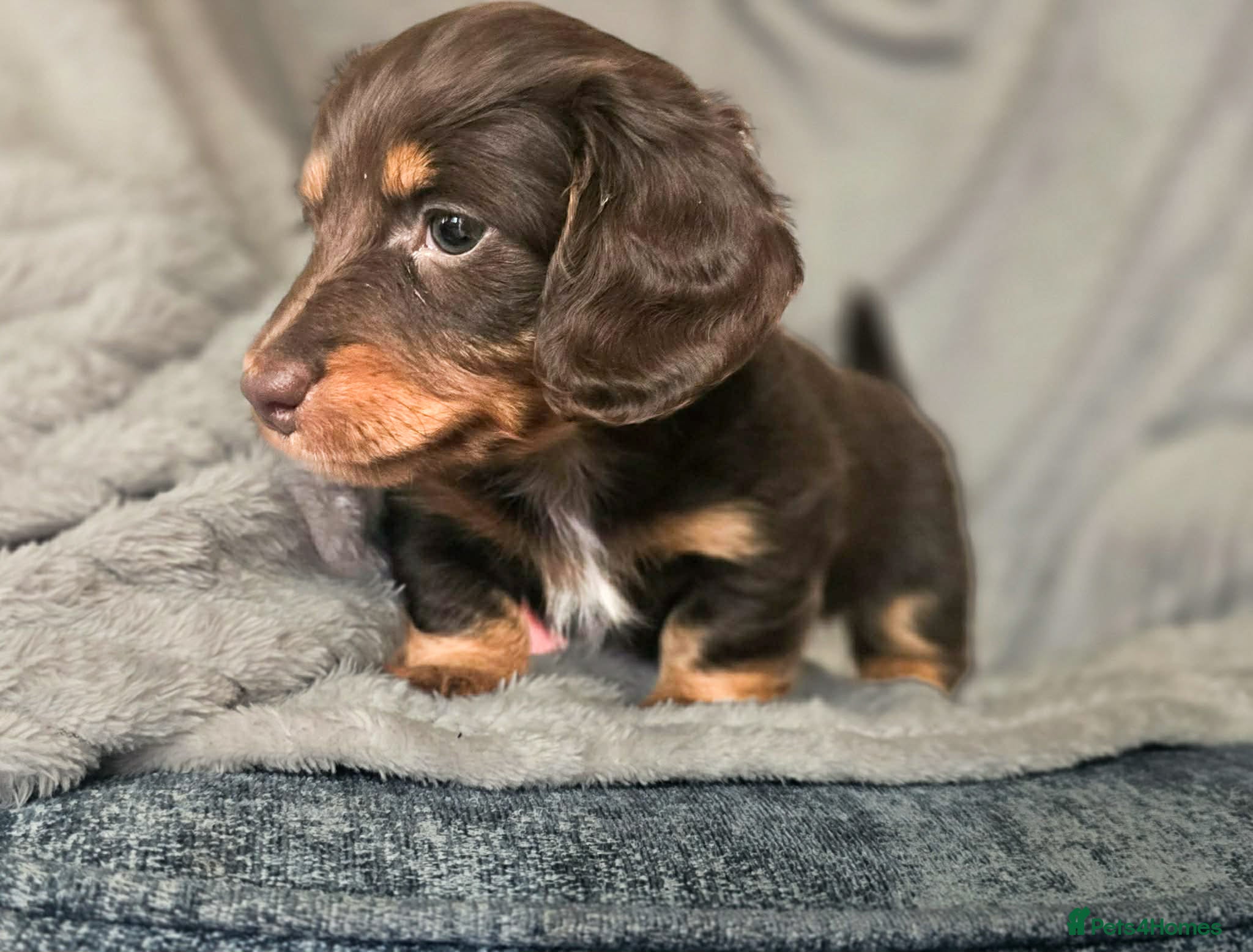 Miniature Dachshund dogs Stunning long haired KC mini cream babies - Advert 16