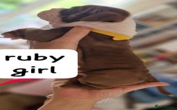 English Bulldog dogs for sale: Olde English bulldog puppies  - Image 16