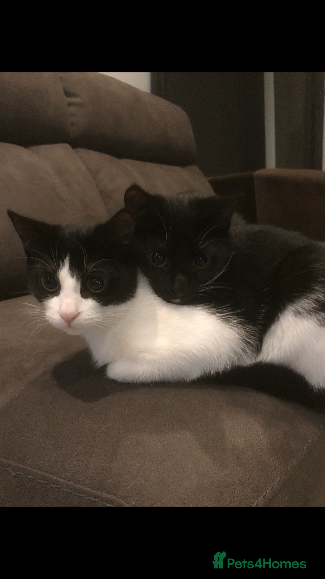 Domestic Shorthair cats for sale: 2 kittens looking for their forever home - Advert 1
