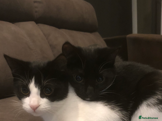Domestic Shorthair cats 2 kittens looking for their forever home - Advert 1