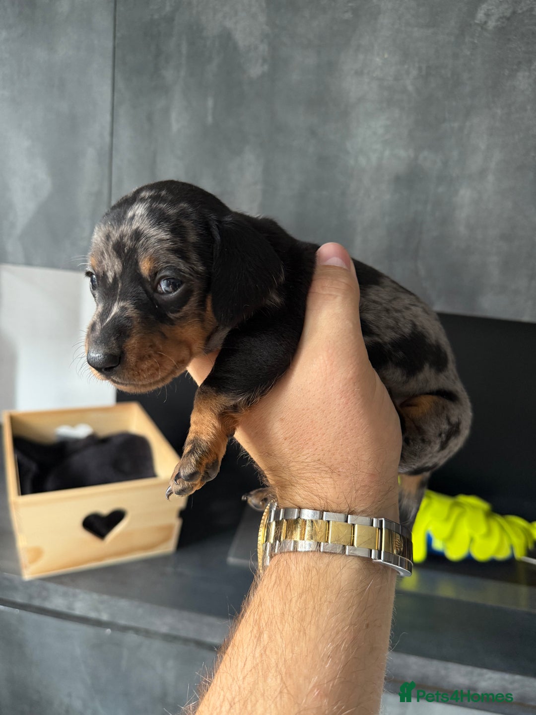 Miniature Dachshund dogs for sale: Miniature Dachshund puppies KC Reg Health tested - Image 16