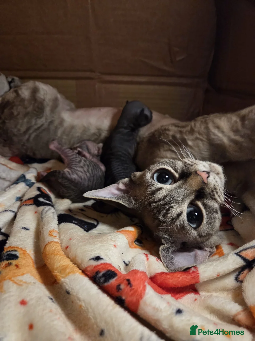 Devon Rex cats for sale: Beautiful Devon Rex Kittens 💛 - Advert 1