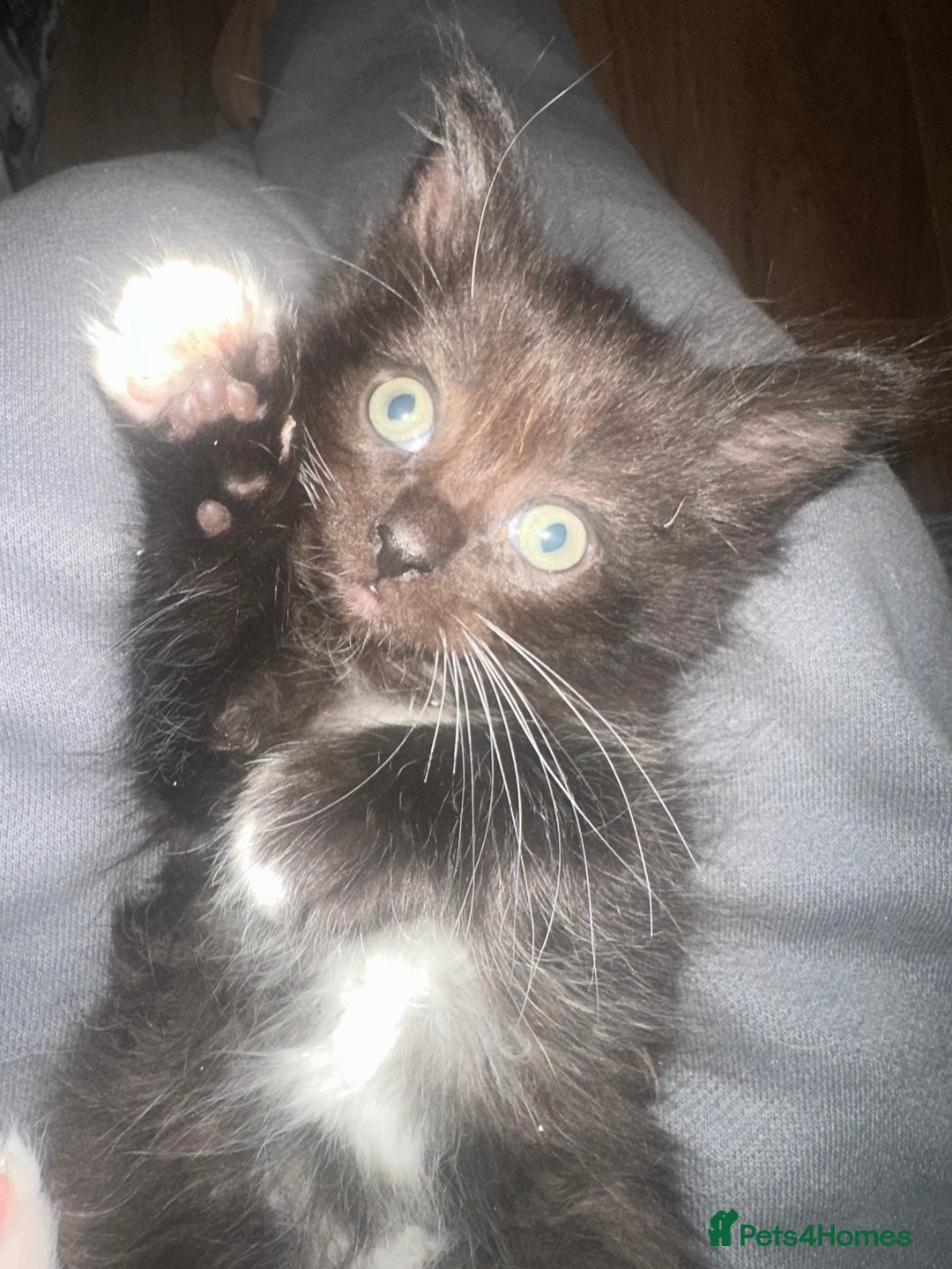 Ragcoon cats for sale: Ragdoll cross - Advert 3