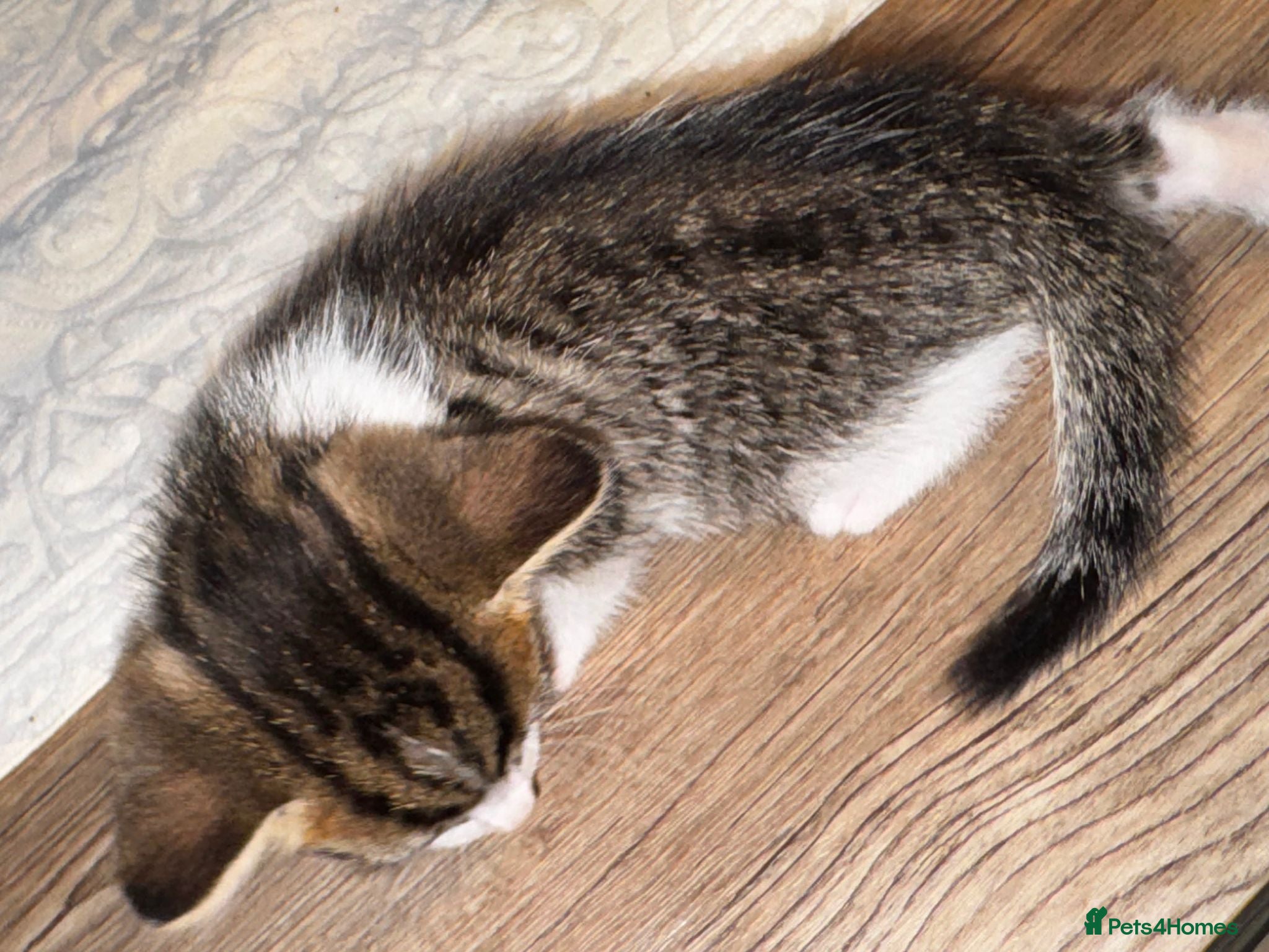 Mixed Breed cats Mixed breed kittens for sale - Advert 1
