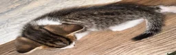Mixed Breed cats for sale: Mixed breed kittens for sale in Leicester - Advert 1