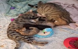 Mixed Breed cats for sale: Kittens F5 savannah - Image 17