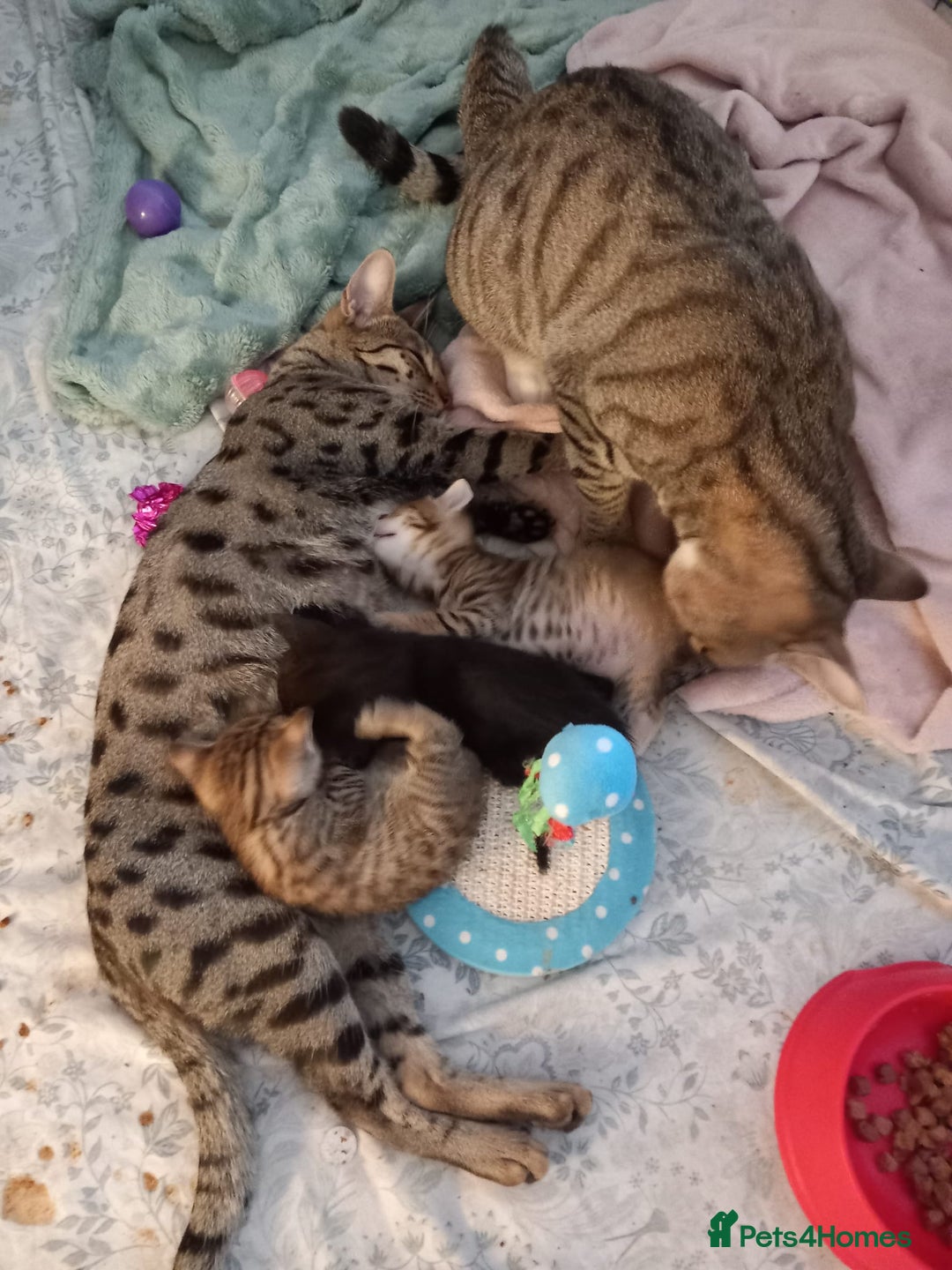 Mixed Breed cats for sale: Kittens F5 savannah - Image 17