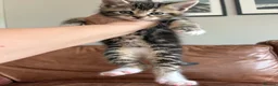 Maine Coon cats for sale: 1/2 Maine Coon Tabby, Grey Tabby and Black Kittens - Advert 10
