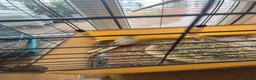 Cockatiels birds for sale: Semi Tame Cockatail Male for sale 4 mothes old in Derby - Advert 3