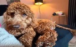 Cockapoo dogs for sale: Fox red F1 cockapoo - Image 2