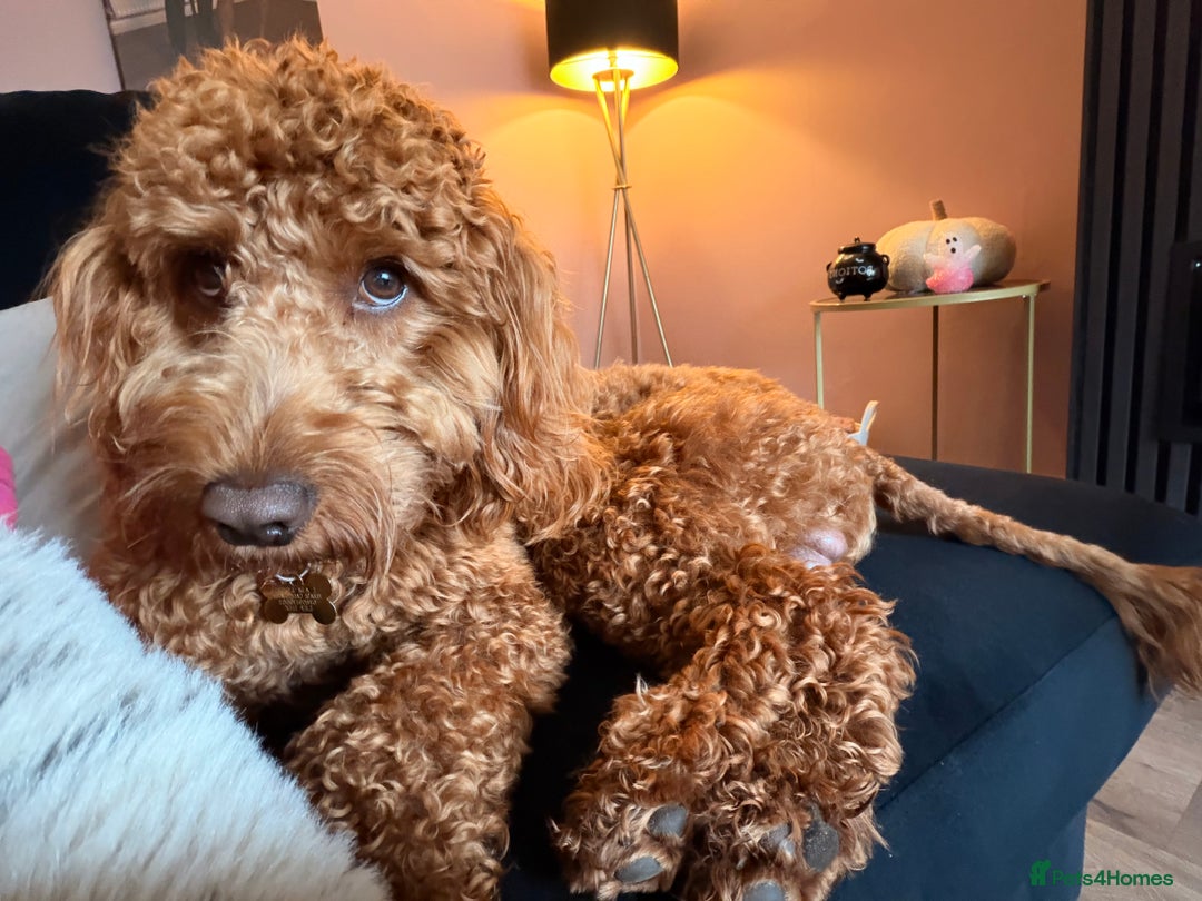Cockapoo dogs for sale: Fox red F1 cockapoo - Image 2