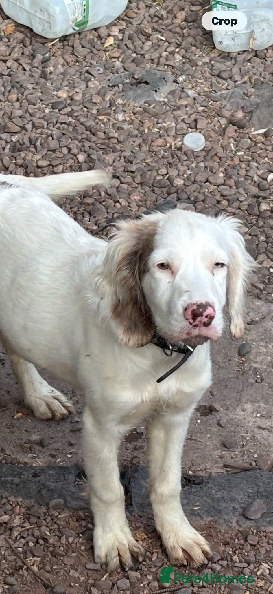 Cocker Spaniel dogs 5 month old spaniel puppy - Advert 1
