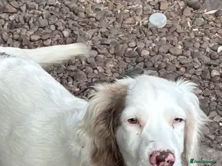 Cocker Spaniel dogs 5 month old spaniel puppy - Advert 1
