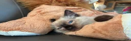 Ragdoll cats for sale: GCCF Ragdoll Kittens in Chichester - Advert 23