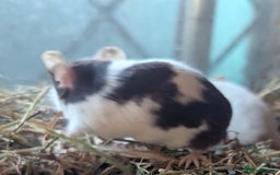 Mouse rodents for sale: Beautiful juvenile mice  - Image 7