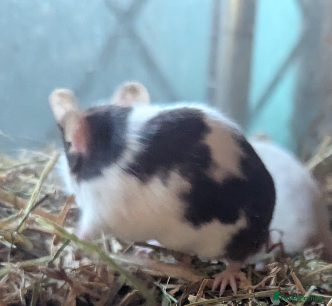 Mouse rodents for sale: Beautiful juvenile mice  - Image 7